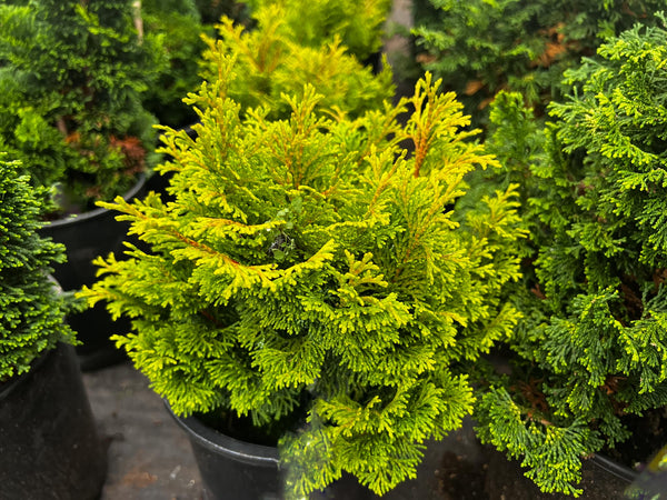 Chamaecyparis obtusa 'Gold Drop'