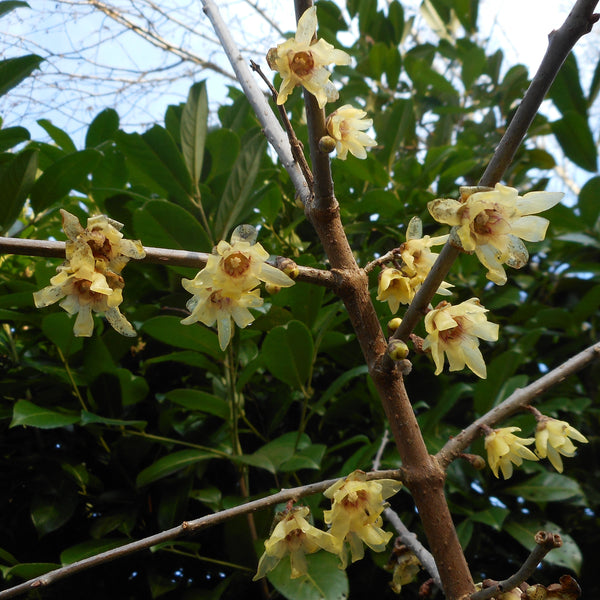 Chimonanthus praecox