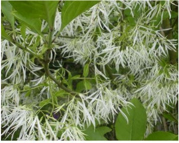 Chionanthus virginicus (White Fringe Tree)