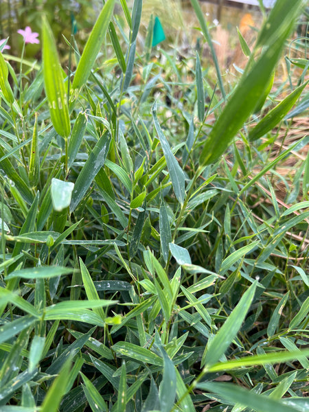 Chusquea culeoo 'Cana Prieta' (aka Black Bamboo)