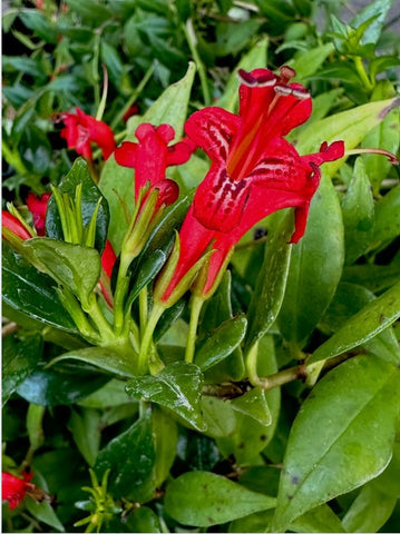 Aeschynanthus garrettii