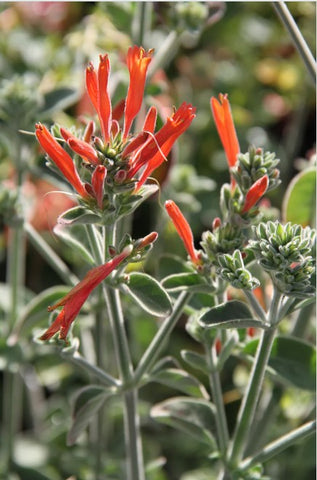 Dicliptera squarrosa (aka Dicliptera suberecta, Hummingbird Flower)