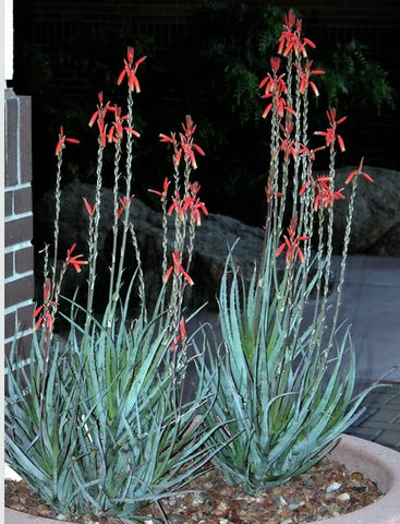 Aloe 'Blue Elf'