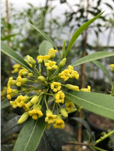 Pittosporum adaphniphylloides