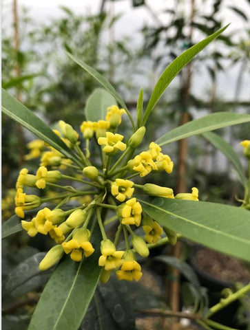 Pittosporum adaphniphylloides