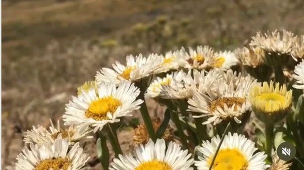 Erigeron glaucus 'Blanco Blanc'