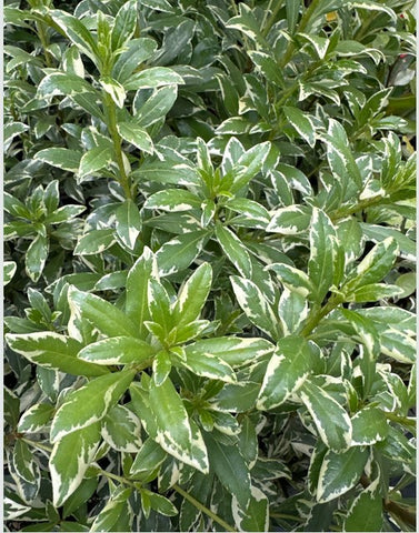 Pittosporum heterophyllum 'Star Blazer’ (Chinese Mock Orange)