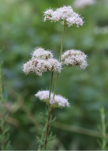 Eriogonum fasciculatum 23.0021 (California Buckwheat)