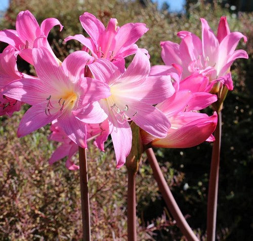 Amaryllis belladonna - Historic West Coast clone