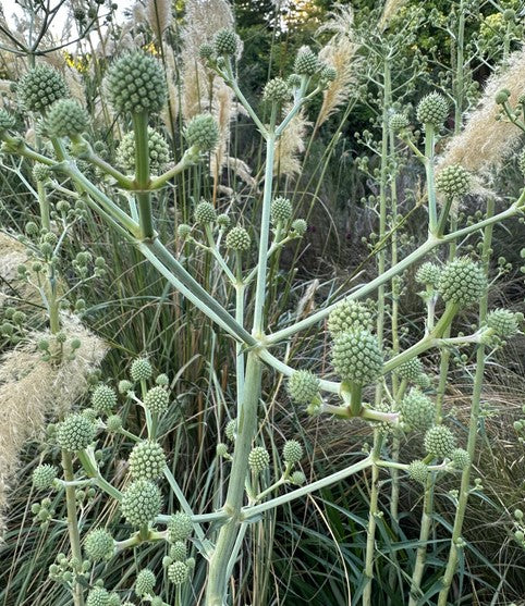 Eryngium eburneum