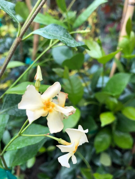 Trachelospermum jasminoides ‘Woodlander’s Yellow’