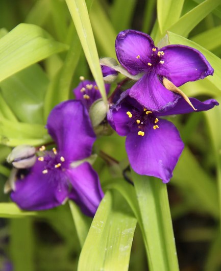 Tradescantia 'Blue & Gold'