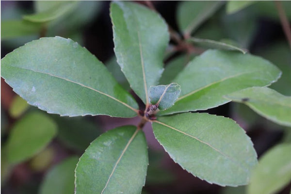 Quercus phillyreoides [Gifu Prefecture] (Ubame Oak)