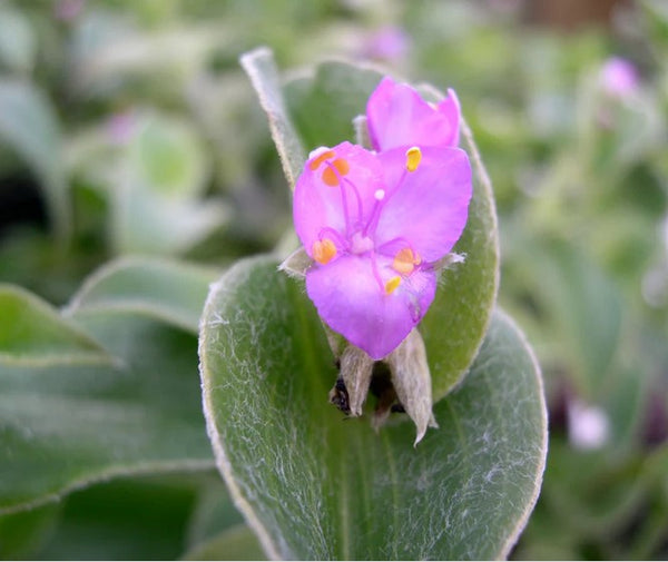 Tradescantia sillamontana 'Hogan's Hero'