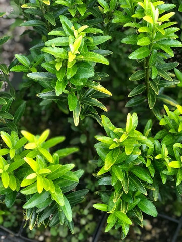 Euonymus japonicus microphylla 'Butterscotch'