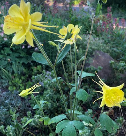 Aquilegia chrysantha