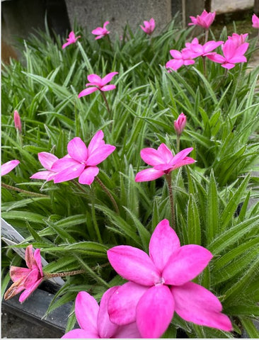 Rhodohypoxis baurii 'Dark Lights' (Red Star)