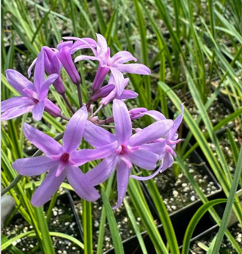 Tulbaghia violacea 'Oro Verde'