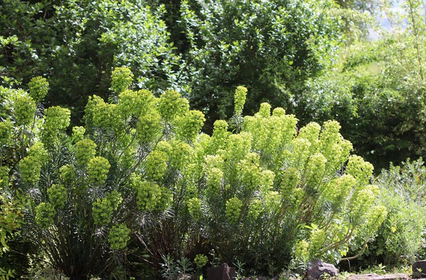 Euphorbia characias ssp. wulfenii