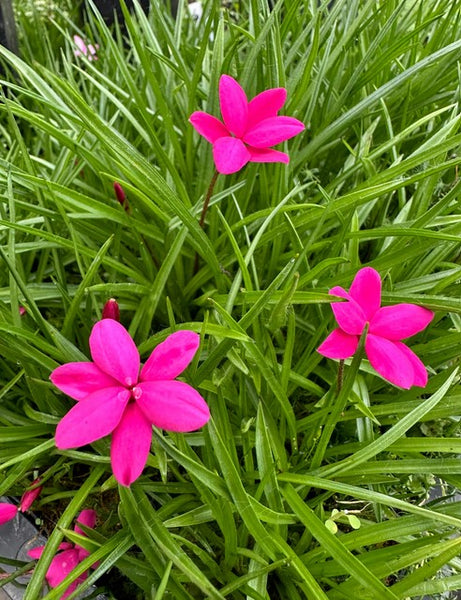 Rhodohypoxis baurii 'Wintergreen Red' (Red Star)