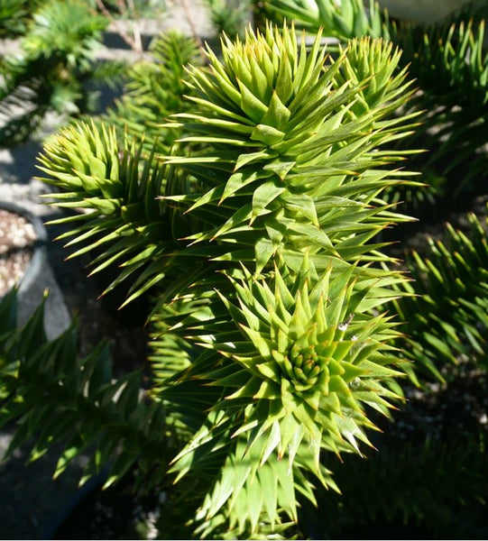 Araucaria araucana (aka Monkey Puzzle Tree)