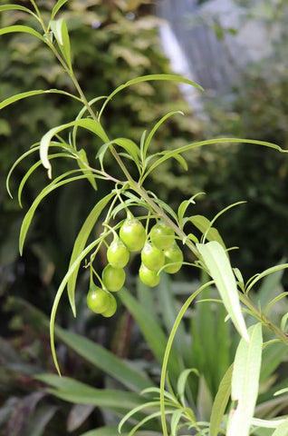 Solanum linearifolium [selected hardier strain] (Mountain Kangaroo Apple)