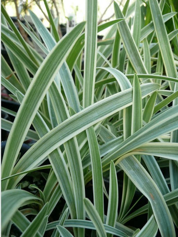 Agapanthus 'Midnight Sun'