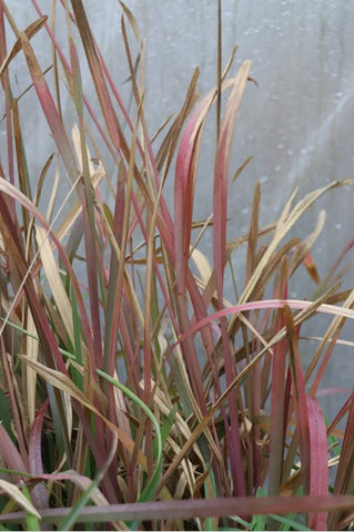 Eustachys distichophylla (Weeping Fingergrass)