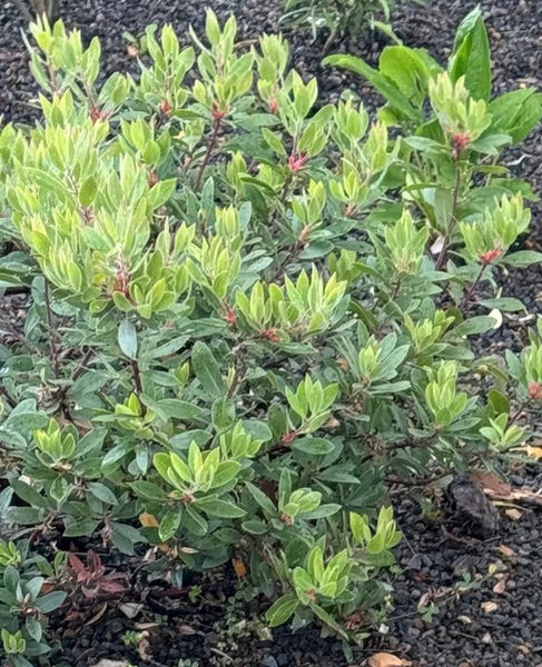 Arctostaphylos x 'Pacific Mist' (aka Manzanita)