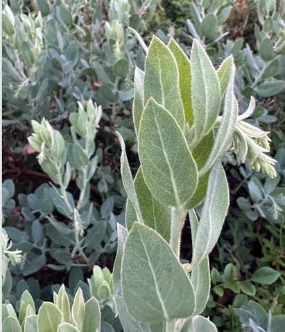 Arctostaphylos columbiana 'Spruce Blue' (Spuce Blue Hairy Manzanita)