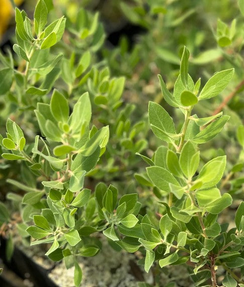 Arctostaphylos columbiana x nevadensis 'Ramona' (Ramona Manzanita)