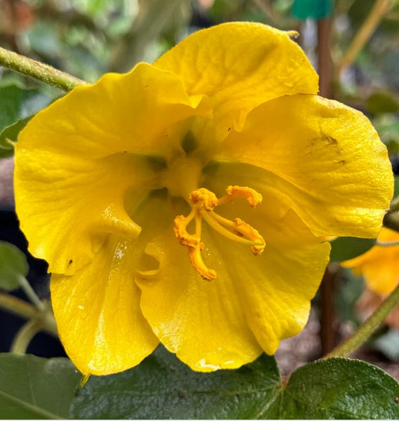 Fremontodendron 'San Gabriel'