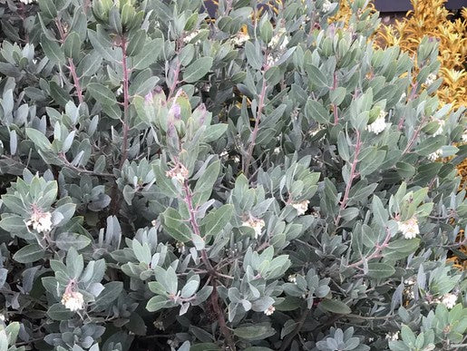 Arctostaphylos columbiana x nortensis 'Ooops' (Hairy Manzanita)