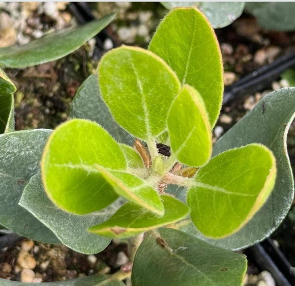 Arctostaphylos columbiana [Lawrence large] (Hairy Manzanita)