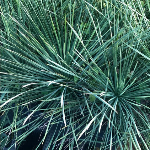 Yucca linearifolia 'Dusky Blue'