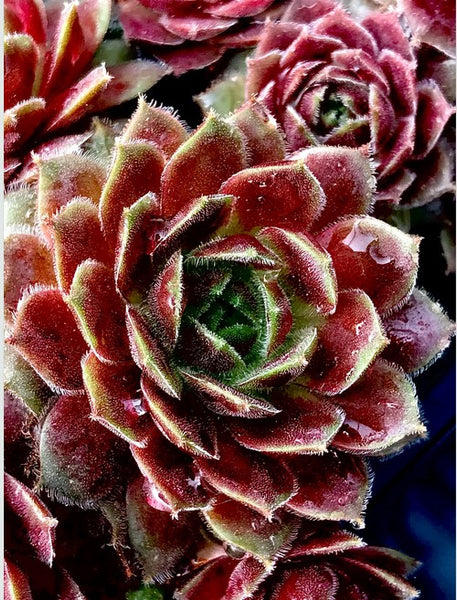 Sempervivum 'Cold Fire' (Houseleek)