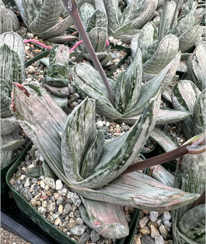 Gasteria sp. ‘Sakura Fuji’