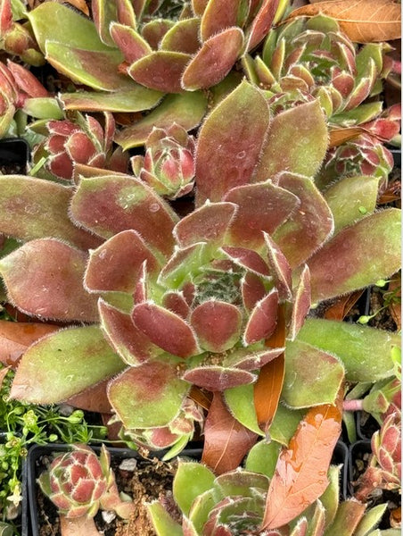 Sempervivum 'Fame' (Houseleek)