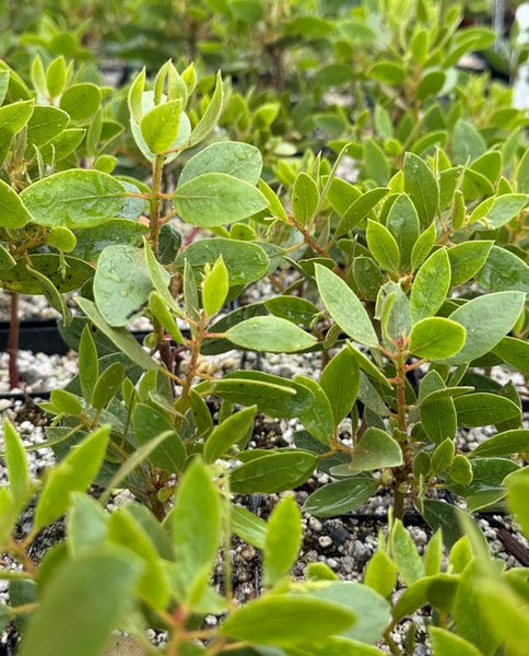 Arctostaphylos hispidula 'Smith' (Gasquet Manzanita)