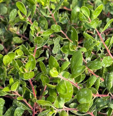 Arctostaphylos hookeri 'Wayside' - Hooker's Manzanita