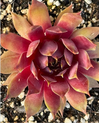 Sempervivum 'Goedele' (Houseleek)