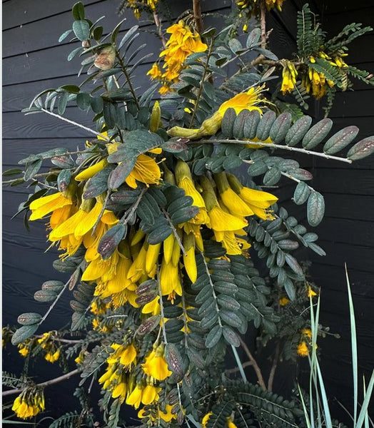 Sophora microphylla 'Sun King'