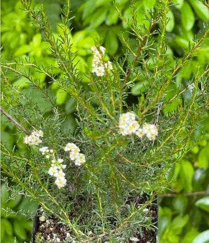 Adenostoma fasciculatum