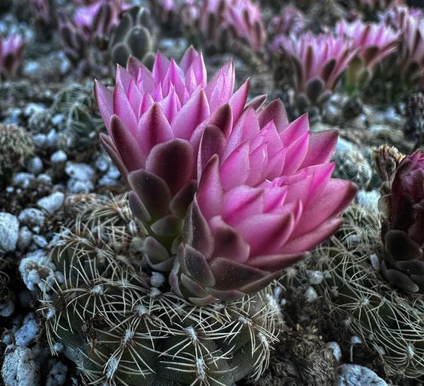 Gymnocalycium bruchii (Bruch's Chin Cactus)