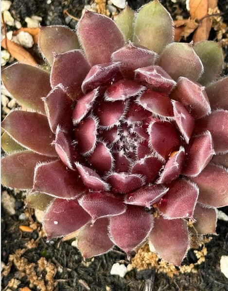 Sempervivum 'Greyfriars' (Houseleek)