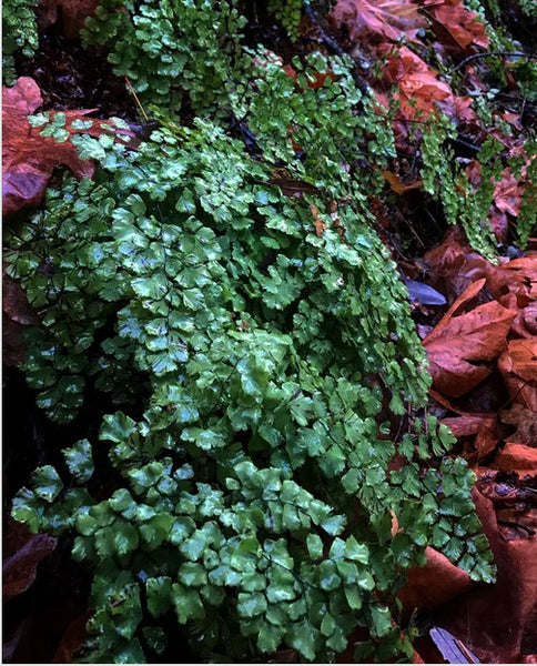 Adiantum shastense