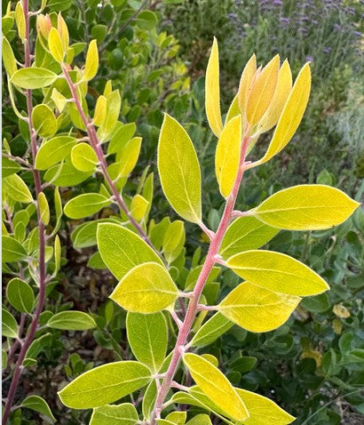 Arctostaphylos manzanita 'Bates Yellow' (Bates Yellow Manzanita)