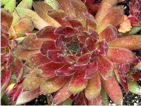 Sempervivum 'Hart'