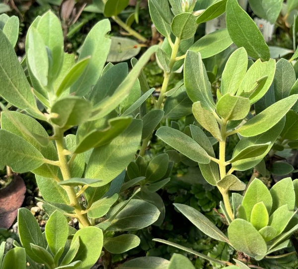 Arctostaphylos manzanita 'Blue Tip' [Thick Leaf] (Blue Tip Thick Leaf Manzanita )