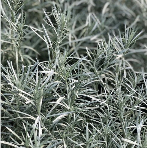 Helichrysum italicum 'Icicles' (aka 'White Icicles')